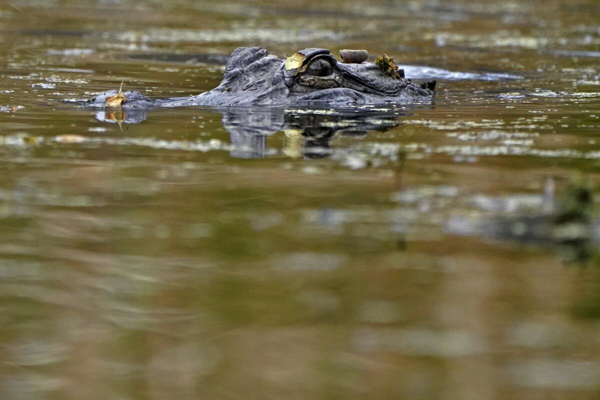 An alligator swims in the Maurepas Swamp.