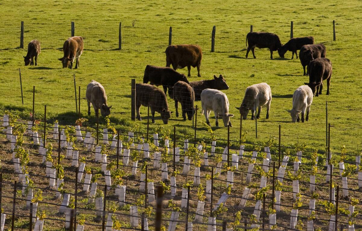 A herd of Holstein dairy cows is grazing next to a vineyard 