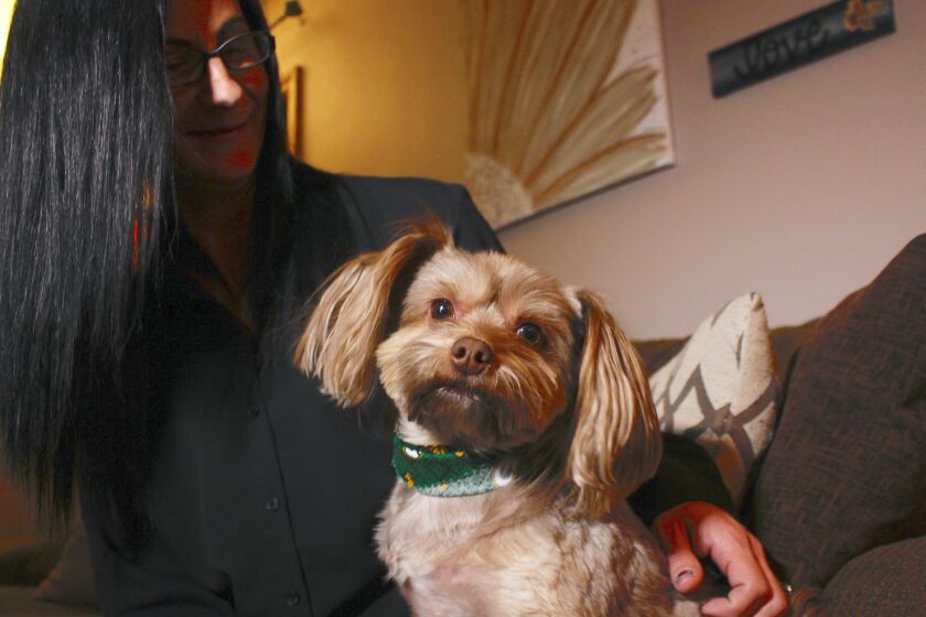 In this Nov. 5, 2019 photo, in St. Francis, Wis., Amy Carter looks at her Yorkshire terrier-Chihuahua mix Bentley, who has epilepsy. Carter, gives him CBD, which she says has reduced his seizures. The federal government has yet to establish standards for CBD that will help pet owners know whether it works and how much to give. But the lack of regulation has not stopped some from buying it, fueling a $400 million CBD market for pets that grew more than tenfold since last year and is expected to reach $1.7 billion by 2023, according to the cannabis research firm Brightfield Group. (AP Photo/Carrie Antlfinger)