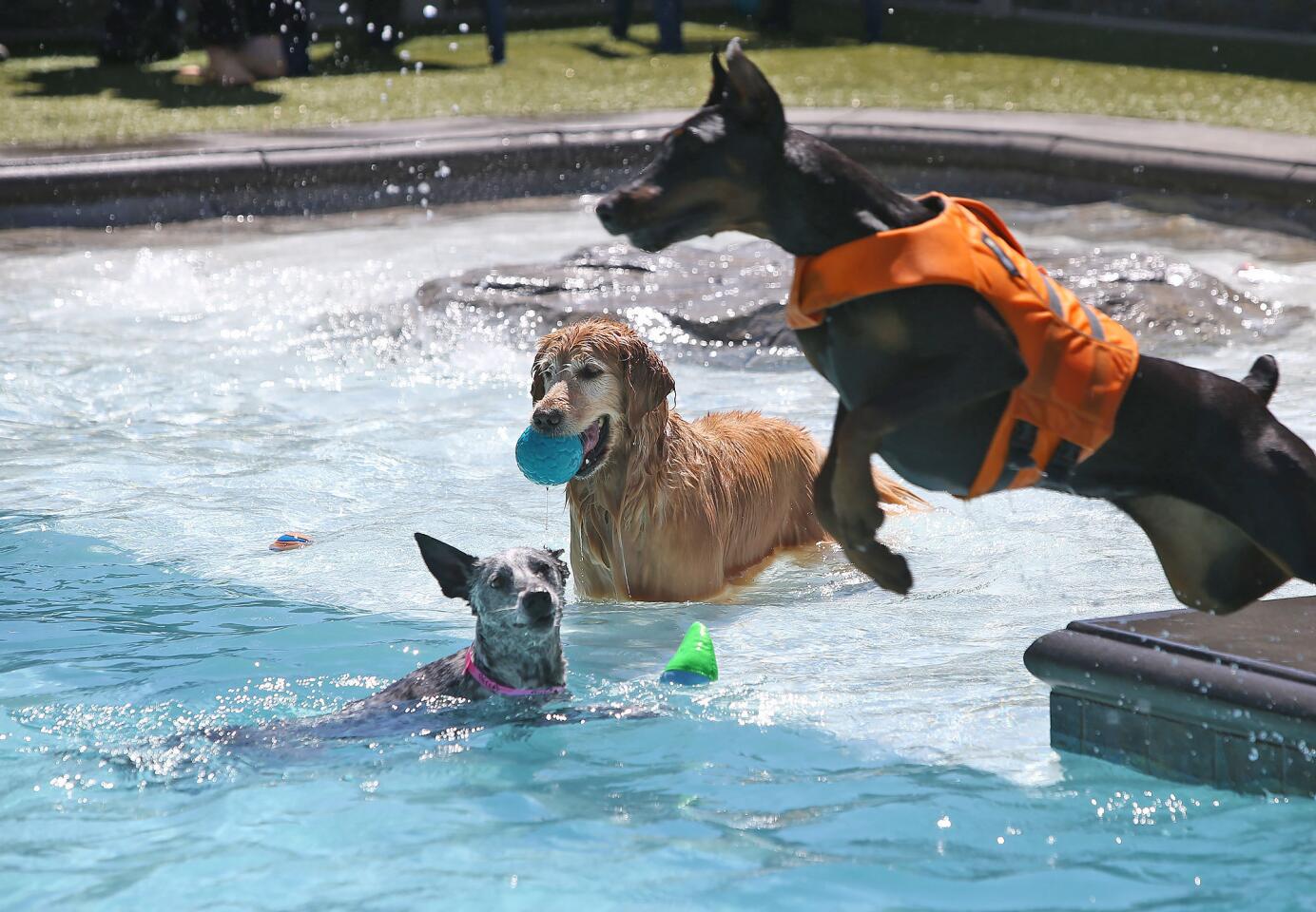 Bone Adventures new swim club for dogs in Costa Mesa