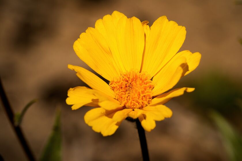The desert sunflower in bloom at Anza-Borrego Desert State Park.