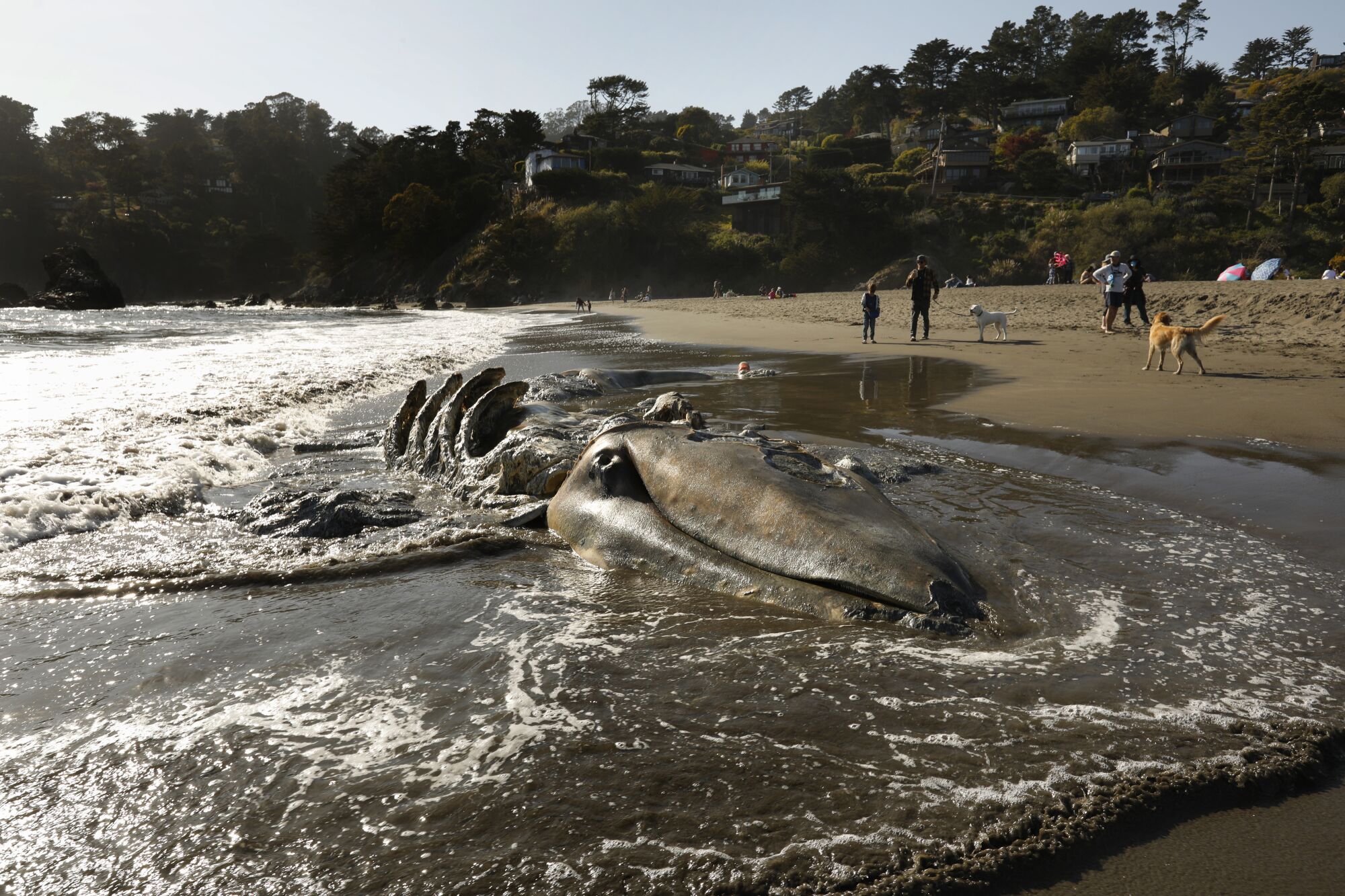 In May 2021, three gray whales washed ashore in the San Francisco Bay Area