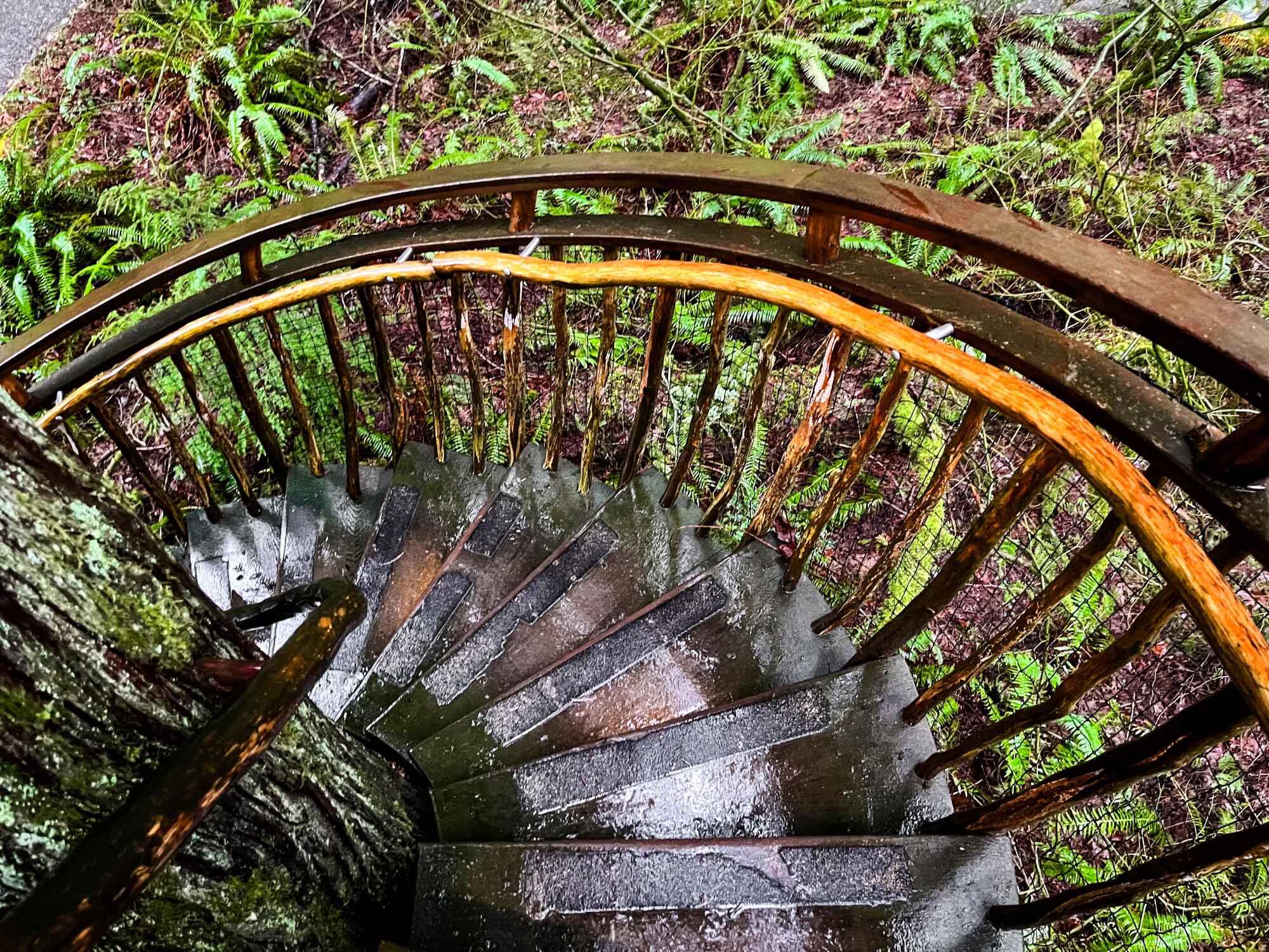 Un escalier en colimaçon au milieu des arbres près de Seattle.