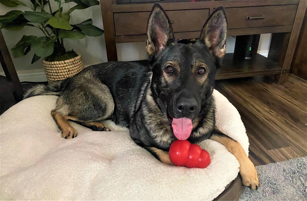 Seal Beach PD K-9 Saurus, off duty at the home of his handler, enjoys the company of a KONG classic chew toy.