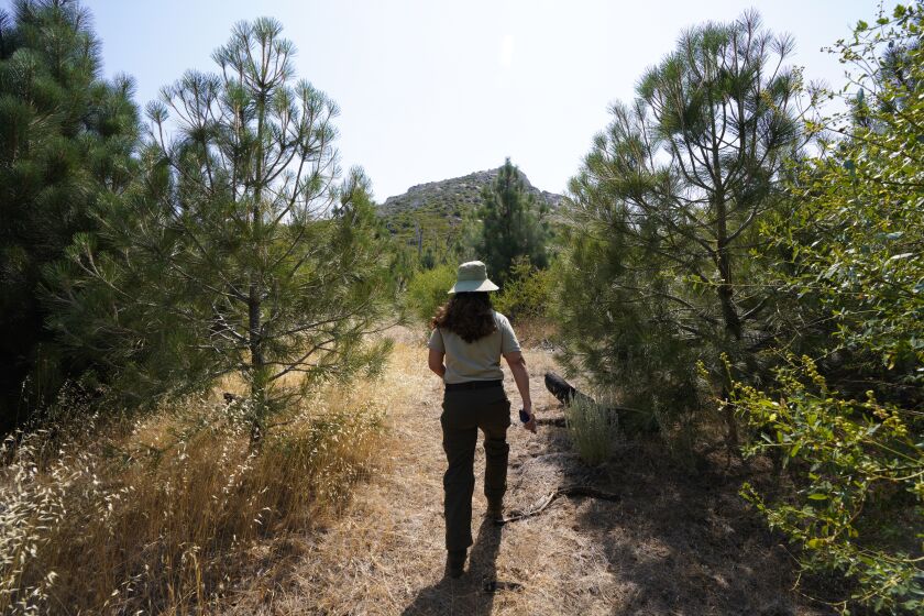 Cuyamaca, CA - July 12: On Monday, July 12, 2021 at the Cuyamaca State Park, CA., Lisa Gonzales-Kramer, an environmental scientist for the park, took a walk through their 2012 planting site. At the site were planted Coulter pine Jeffrey pine and Incense cedar. (Nelvin C. Cepeda / The San Diego Union-Tribune)