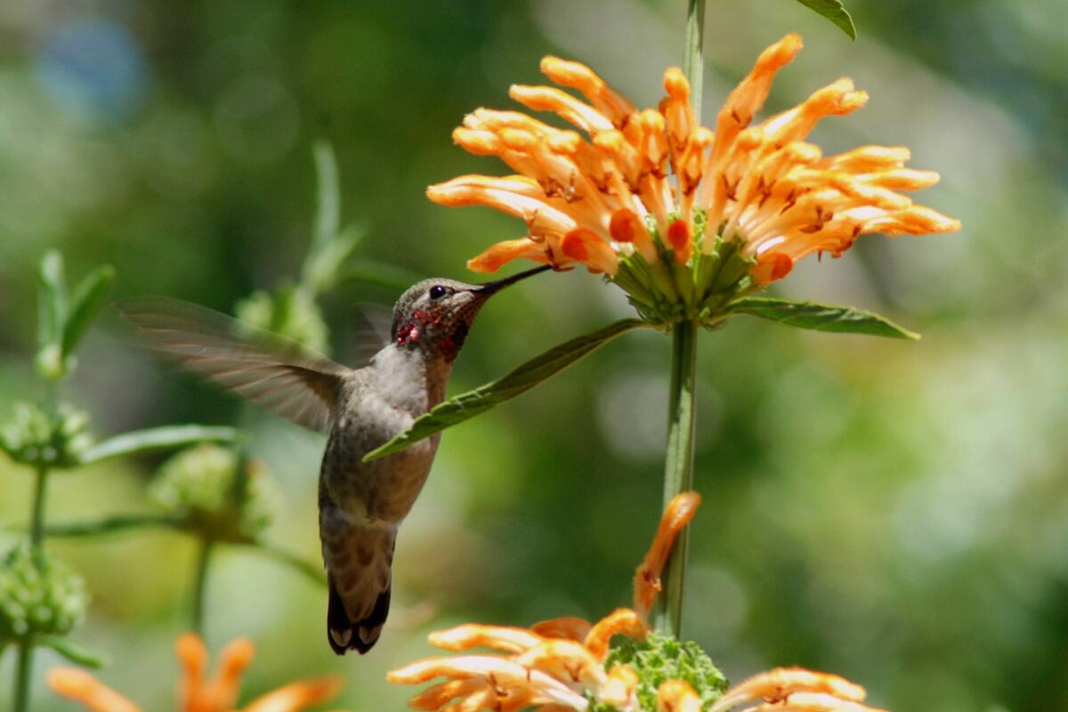 A hummingbird gathers nectar from Lion’s tail (Leonotis spp.).