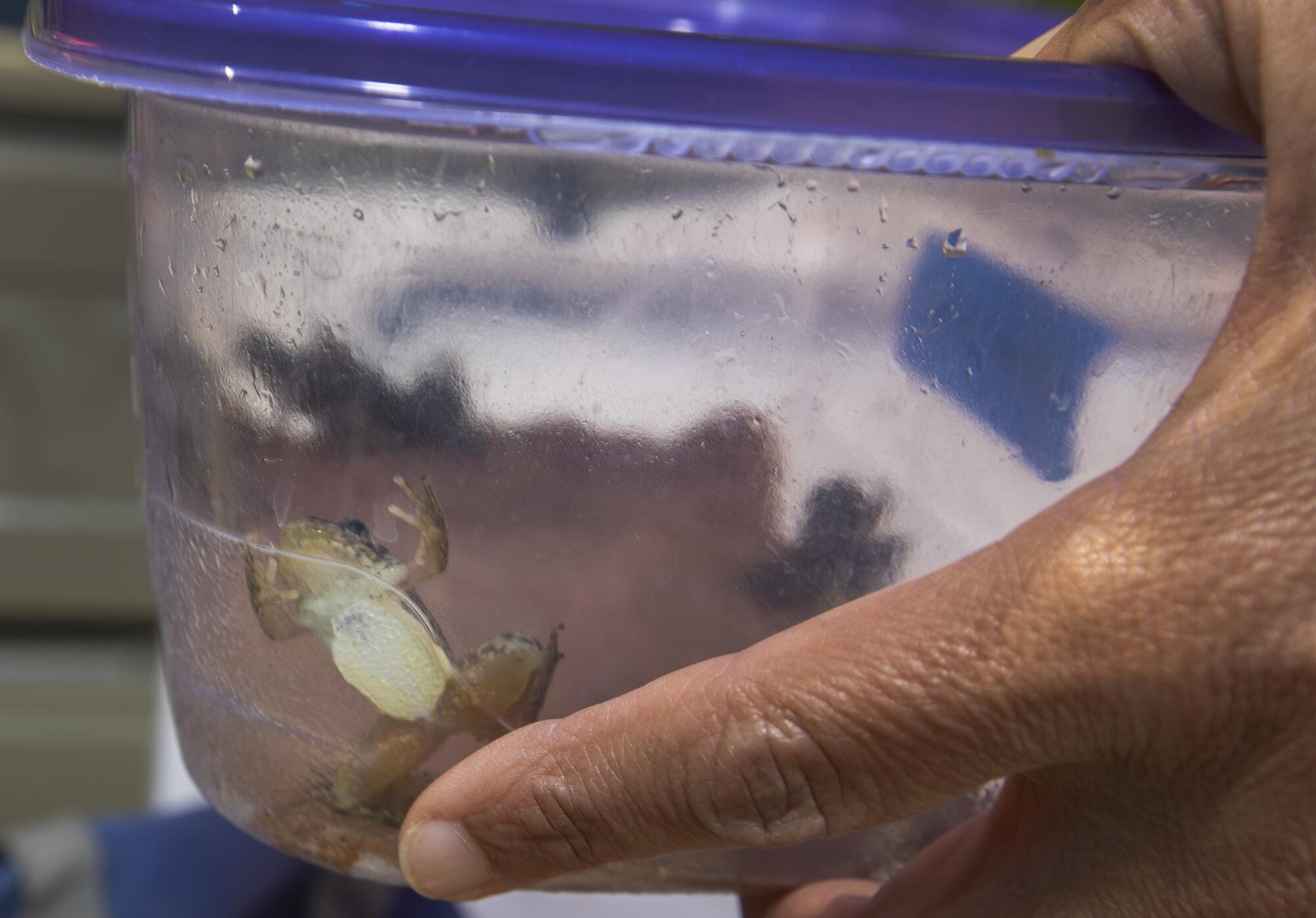 A mountain yellow-legged frog squirms in a plastic container.
