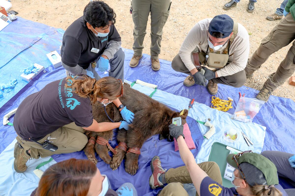 Veterinarians examine a black bear before it is released into the wild.
