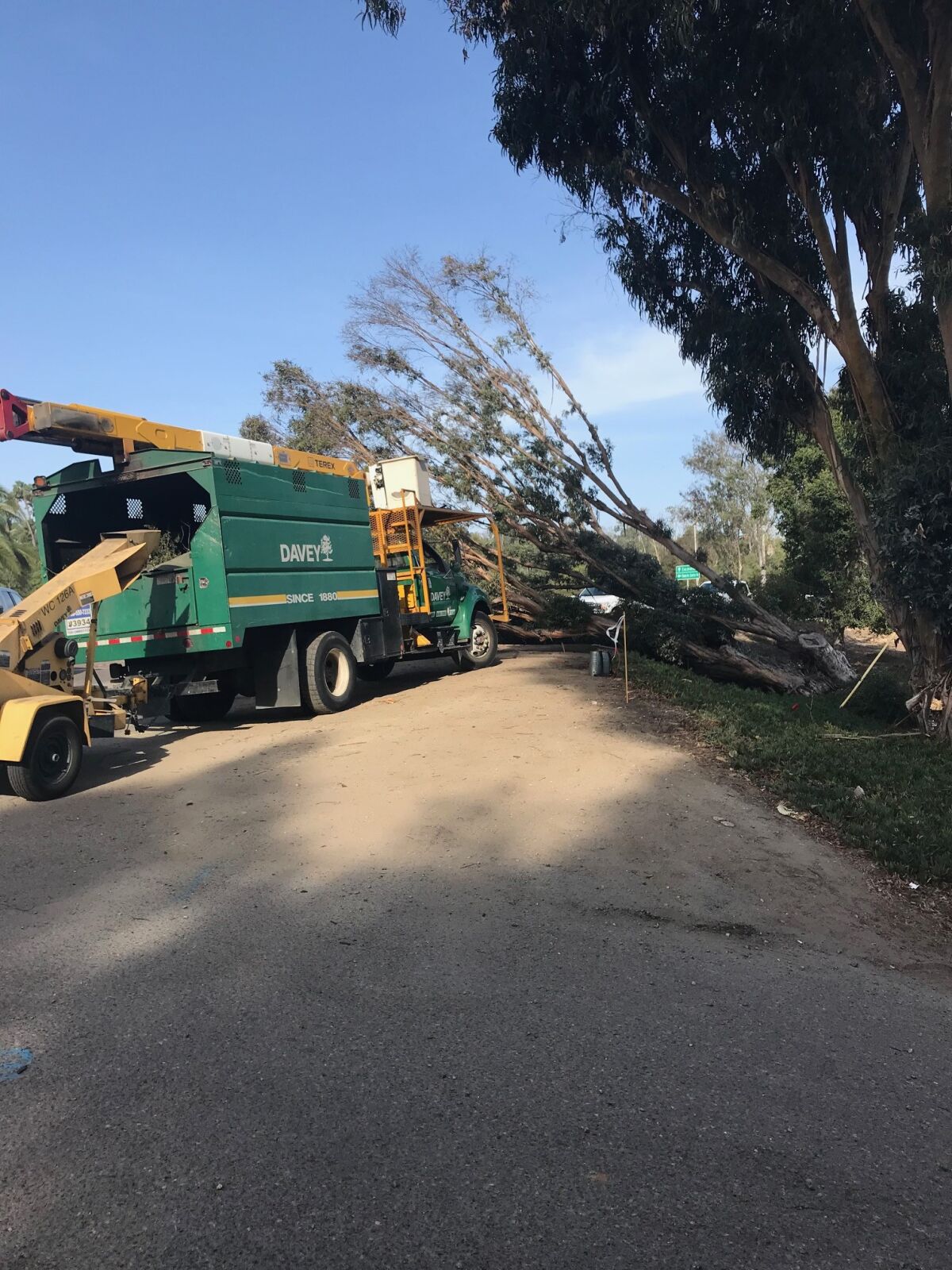 A tree fell down during the October Santa Ana winds at the SDG&E substation on Via De Santa Fe.