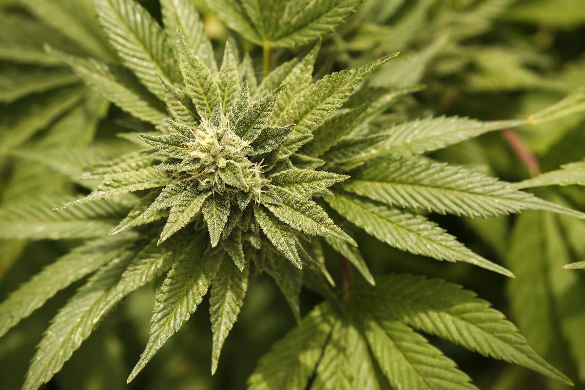 Marijuana growing in a steel-frame greenhouse.