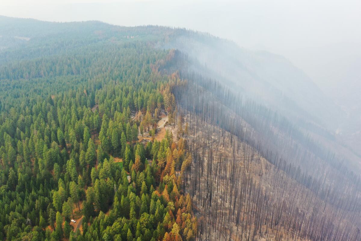 An aerial view of burned trees.
