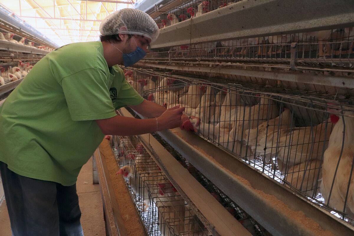 México inicia vacunación estratégica contra influenza aviar AH5N1
