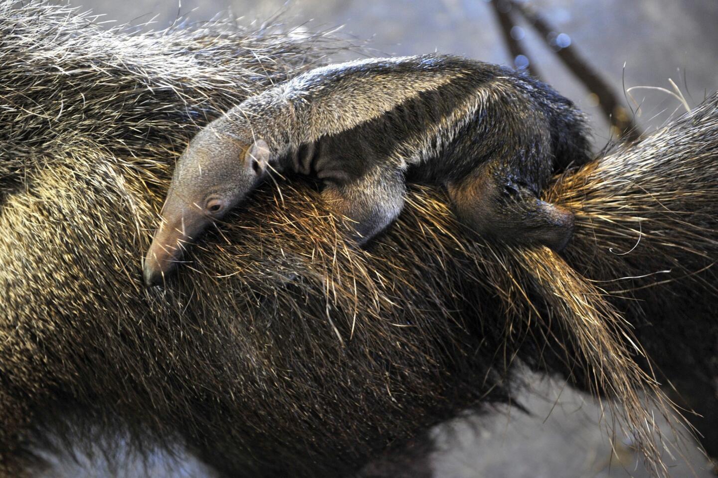 A 2-day old baby giant anteater rides on the back of its mother Isabella in their enclosure in the Budapest Zoo in Budapest, Hungary, on Oct. 7, 2016.
