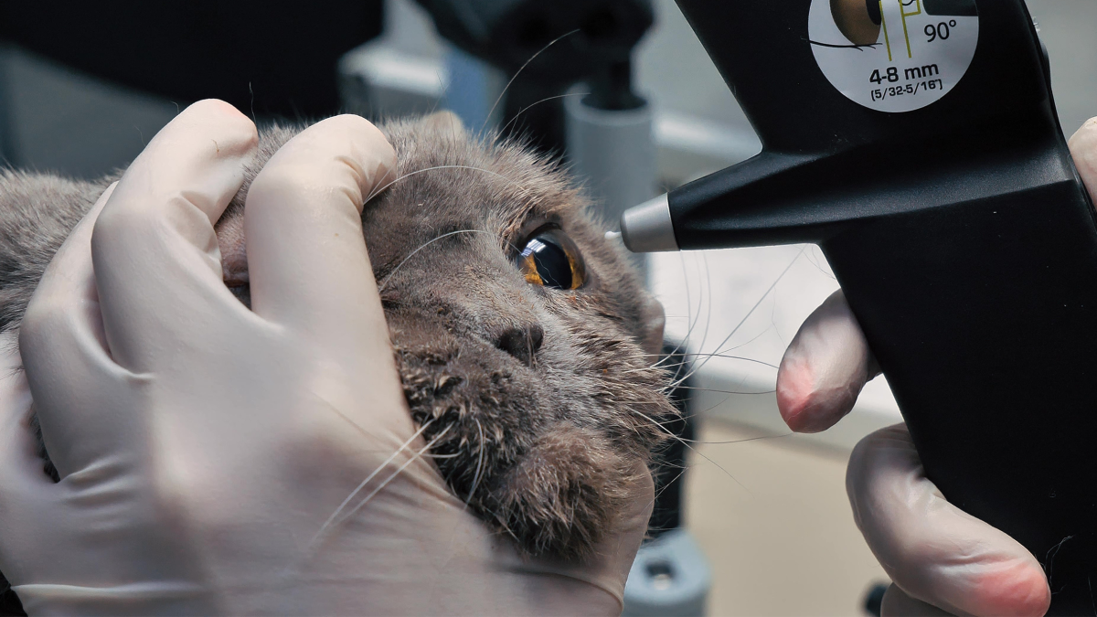 A veterinary ophthalmologist checks a cat's eye pressure with a machine at the veterinary clinic.