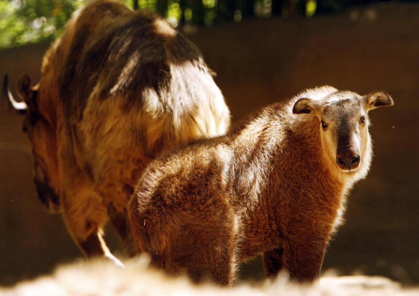 Los Angeles Zoo