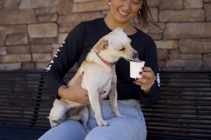 Invita Cafe will host a pet adoption event on Feb. 18.
