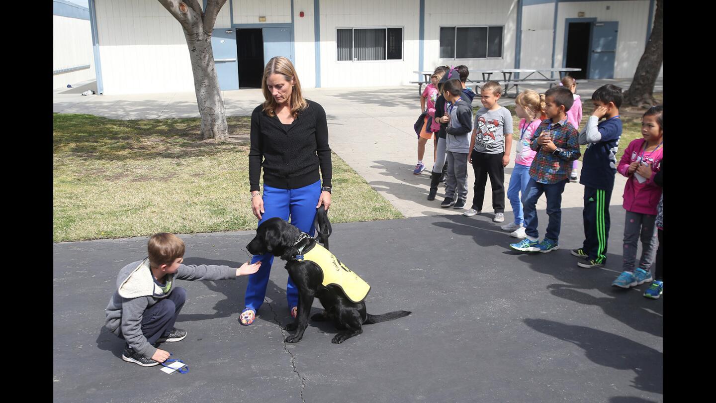 Service dogs in training visit Hope View Elementary
