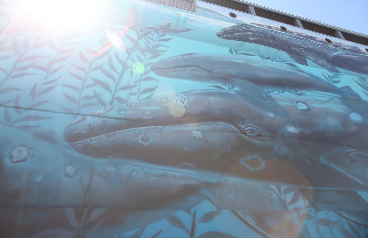 Artist Wyland is redoing the first of his famed whale murals on a wall across a parking lot from Hotel Laguna. The original, which he finished in 1981, was painted over in 1996.