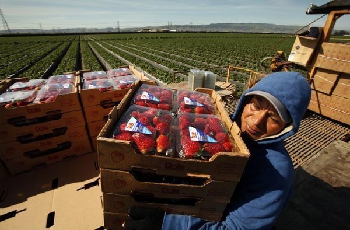 Phillip Sanchez carries boxes of strawberries freshly picked for Dole Food in the Santa Maria area earlier this year.