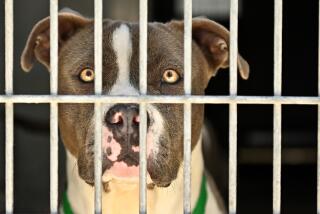Los Angeles, California June 22, 2022- A dog waits to be adopted in a cage at the Chesterfield Square Animal Services Center in Los Angeles. (Wally Skalij/Los Angeles Times)