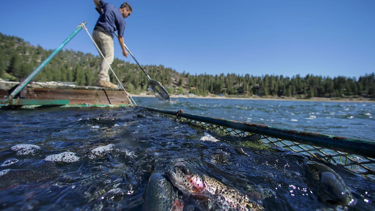 Big Bear Lake plans to grow its own rainbow trout in a new $3.5-million  hatchery - The San Diego Union-Tribune
