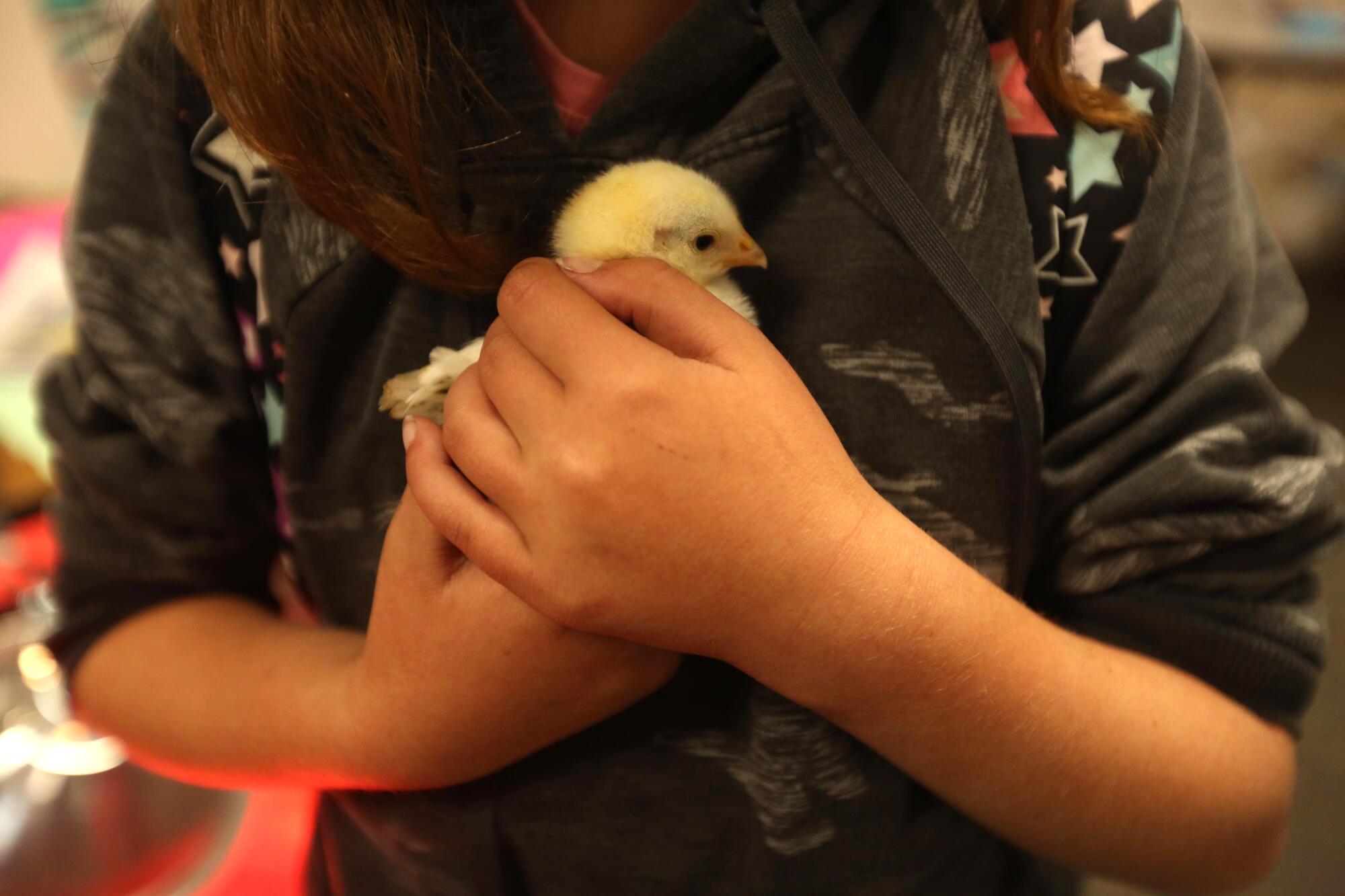 Zoe Tsesnilles, 9, holds a baby chicken, one of many that students are caring for at Alturas Elementary School.