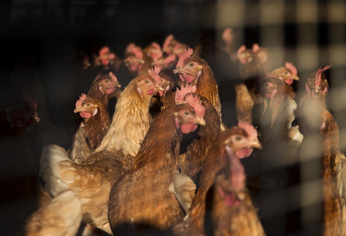 Warm afternoon sunlight illuminates chickens in a cage.