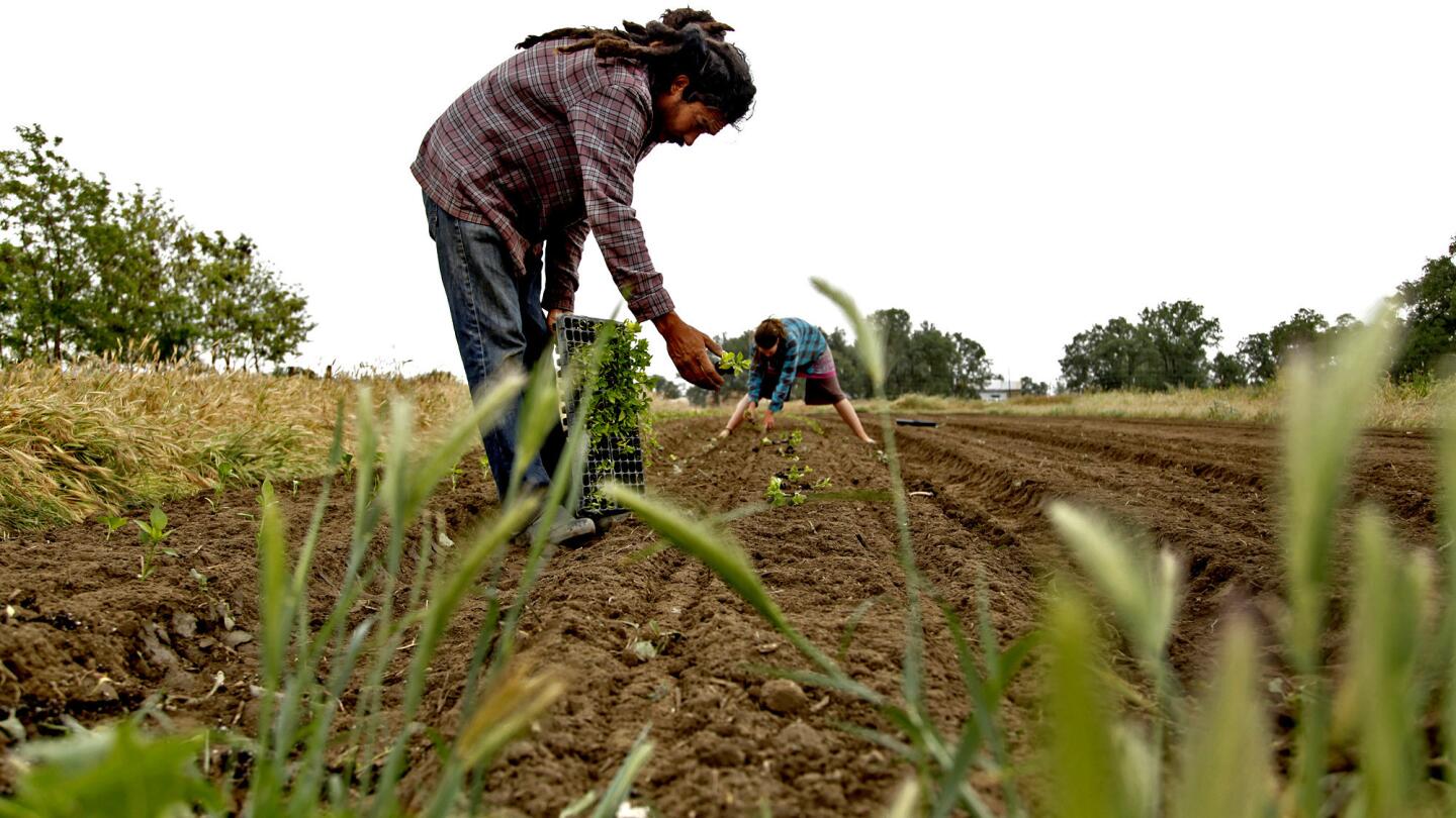 Young organic farmers