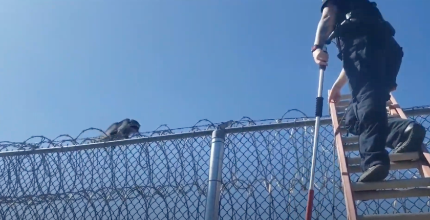 Kellsey Hoesman with the Riverside County Department of Animal Services helps rescue a raccoon trapped in barbed wire