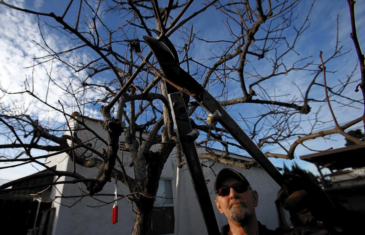 Rick Wheeler prunes a persimmon tree in a Torrance backyard after inspecting it for health and growth.