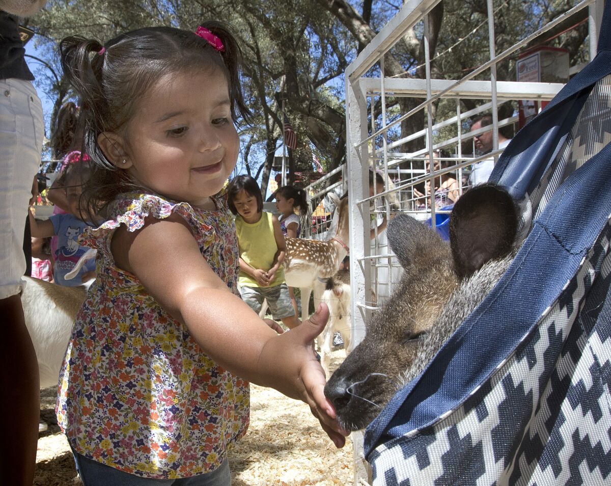 A girl pets a wallaby during a visit to the 2016 California State Fair.