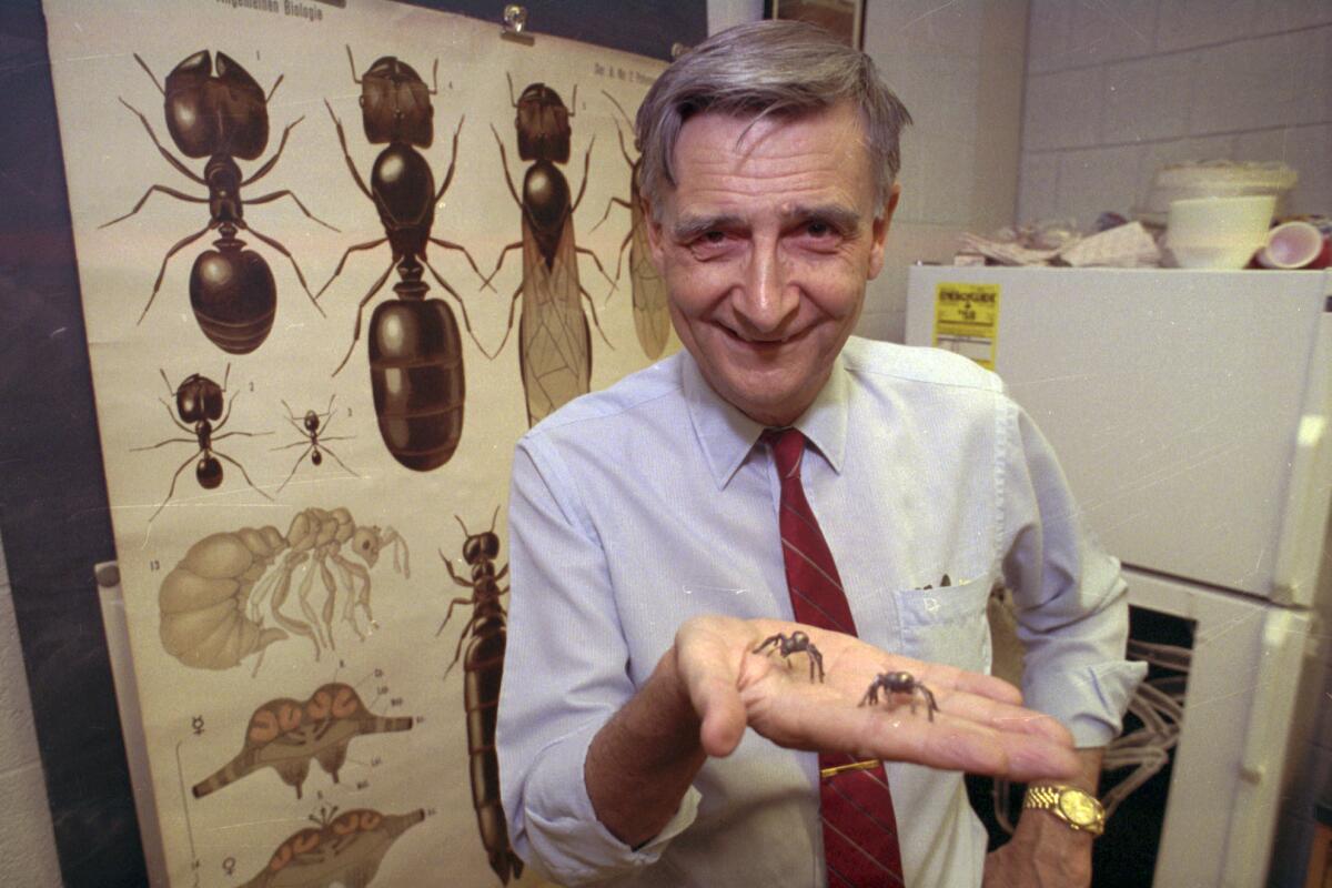 Biologist Edward O. Wilson with ants in his hand
