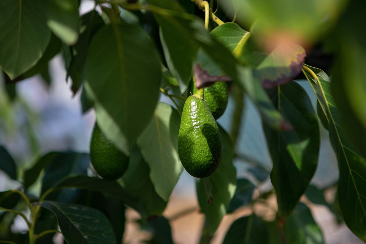 Avocados hang from a tree branch.