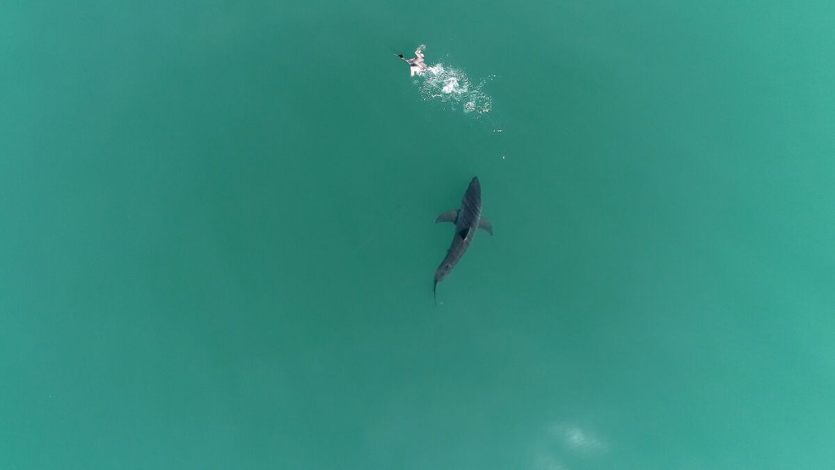 A juvenile white shark scares a bird close to shore in Carpinteria, Calif.
