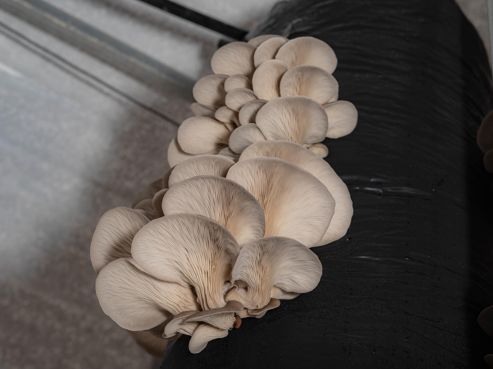 A close-up of a bunch of mushrooms growing out of a bag.