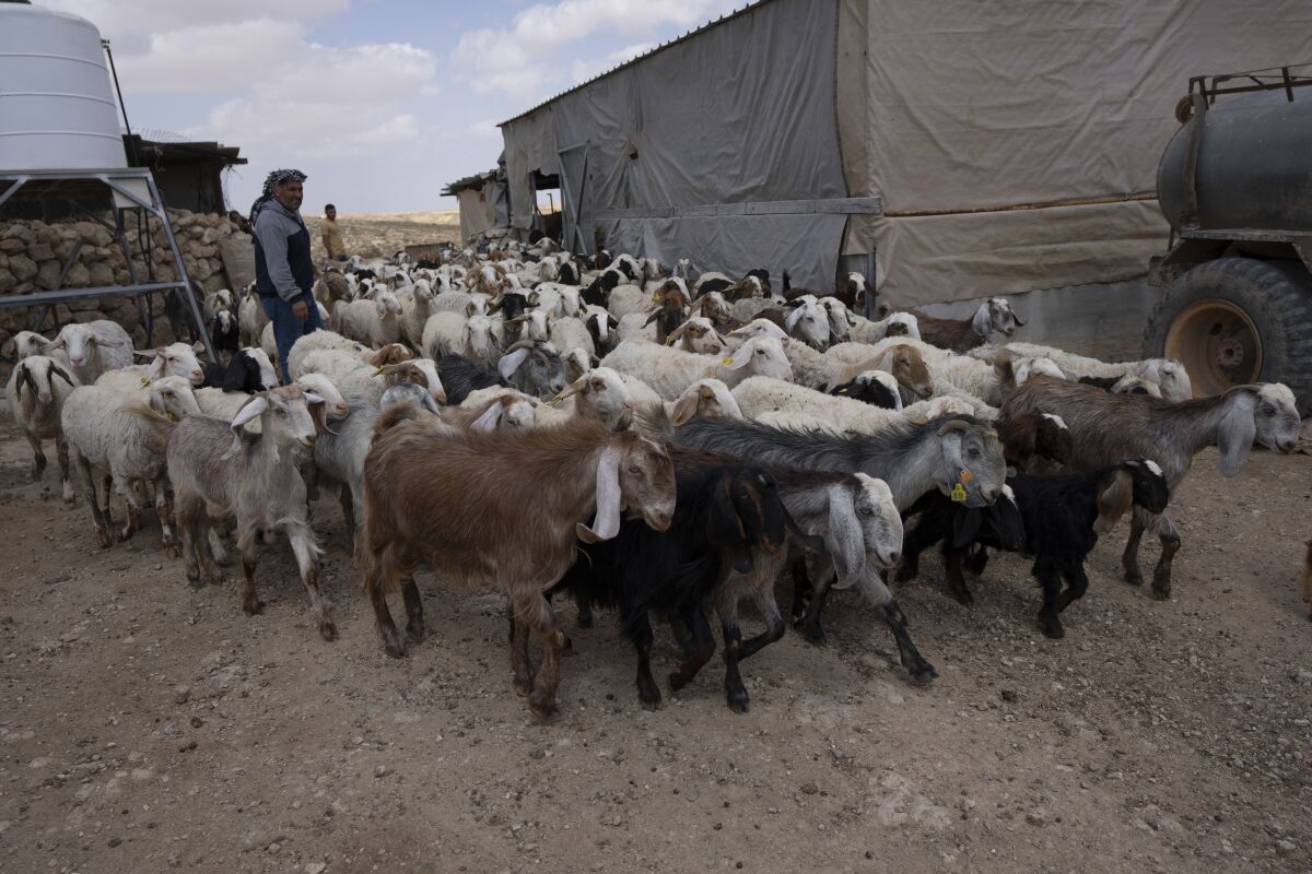 Palestinian Issa Abu Eram takes his flock of sheep out for the afternoon graze, in the West Bank Beduin community of Jinba, Masafer Yatta, Friday, May 6, 2022. Israel's Supreme Court has upheld a long-standing expulsion order against eight Palestinian hamlets in the occupied West Bank, potentially leaving at least 1,000 people homeless. (AP Photo/Nasser Nasser)