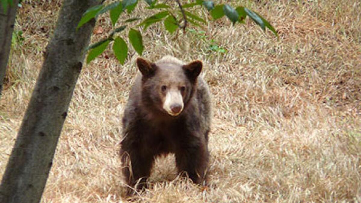 A black bear cub paces through the foothills of Monrovia.