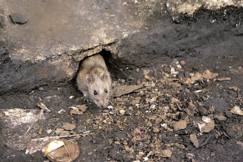 A rat peeks from its hole at a Brooklyn subway stop. By some estimates, rats outnumber the 8.4 million humans in New York City, though it's impossible to know for sure.