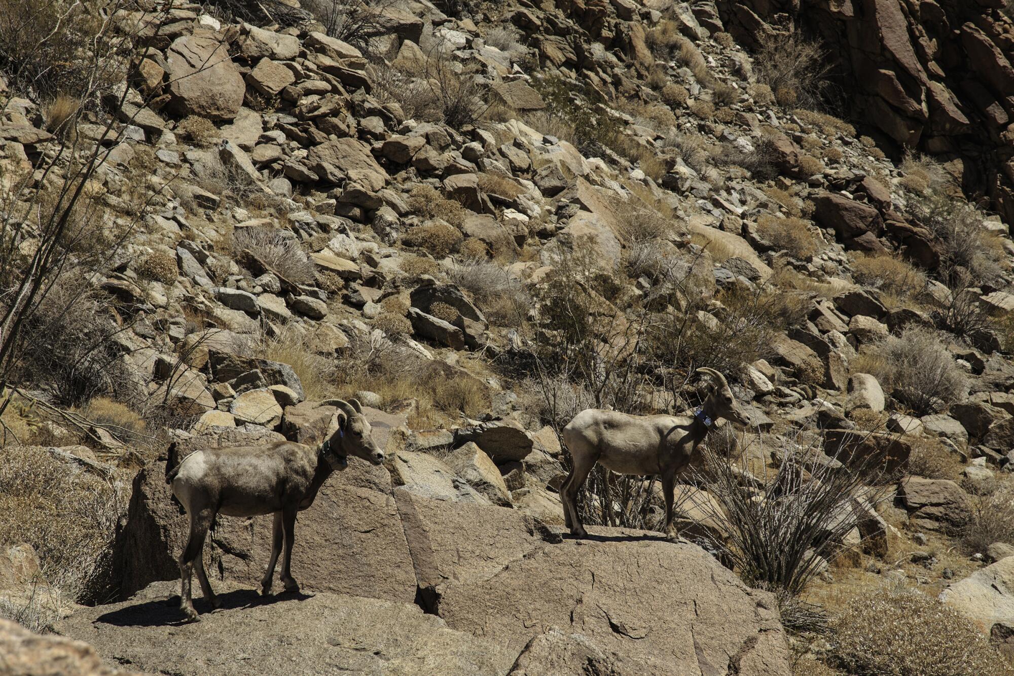Two collared bighorn ewes walk on rocks.
