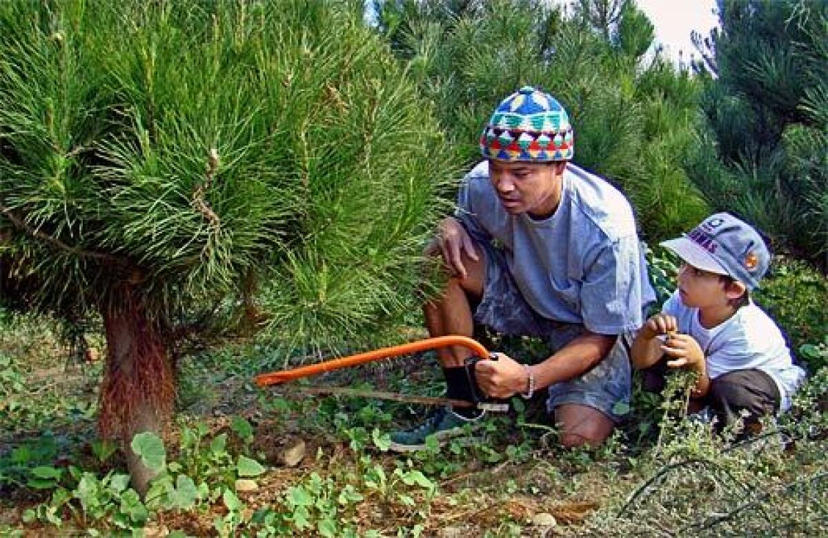 A family chooses a tree to cut down