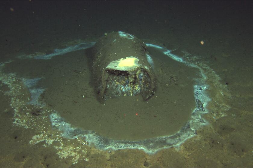 A discarded, leaking barrel 3,000 feet deep on the ocean floor near Santa Catalina Island. (David Valentine/ROV Jason)