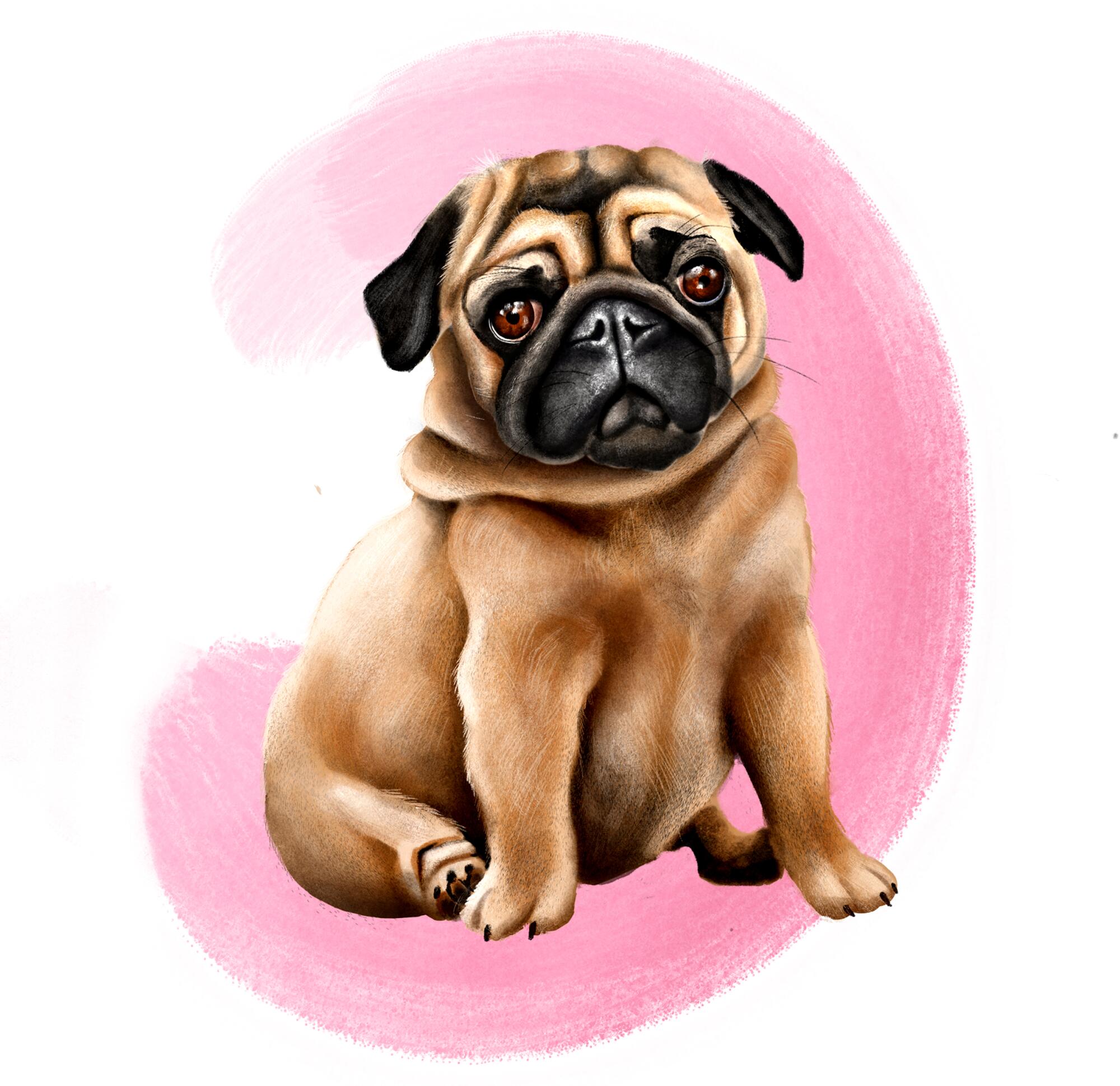 Illustration of a pug
