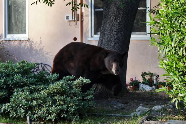 The 400-pound black bear dubbed "Meatball" and known to some by the Twitter persona "Glen Bearian" was first spotted in April and returned to the Glendale area again in late June after being tranquilized and taken deep into the Angeles National Forest. The bear has been known to snack on meatballs, baklava and other trashed food items, and is thought to have once taken a dip in a backyard pool.
