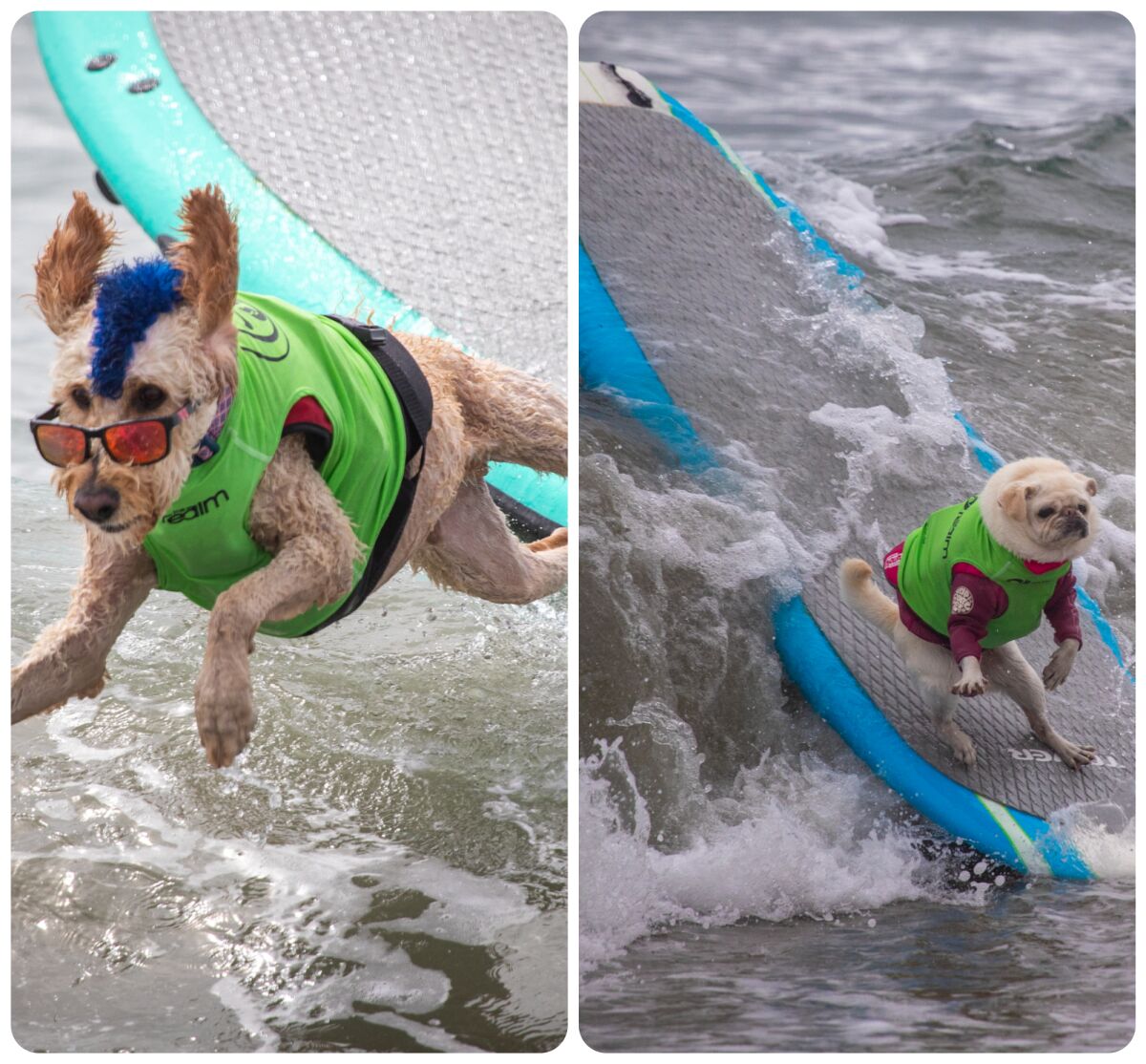 Dogs on surfboards.