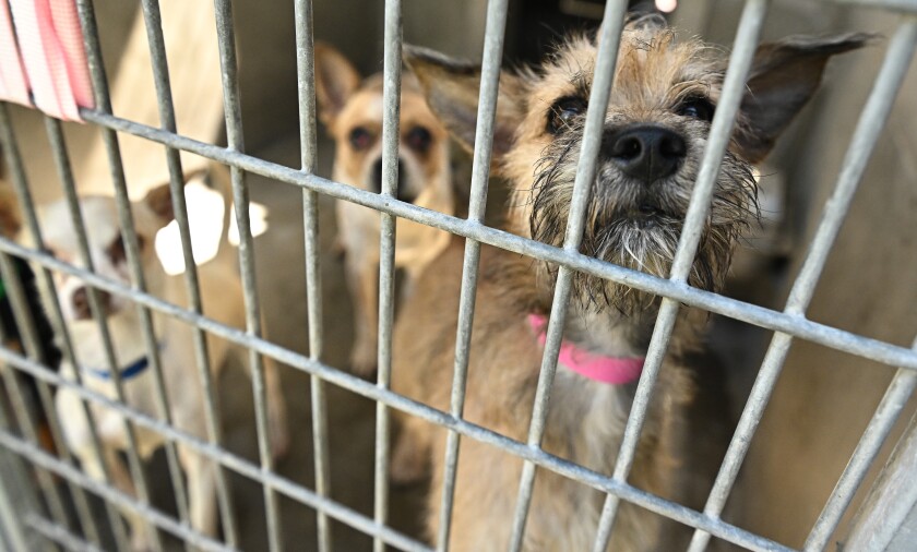 dogs look out of a cage