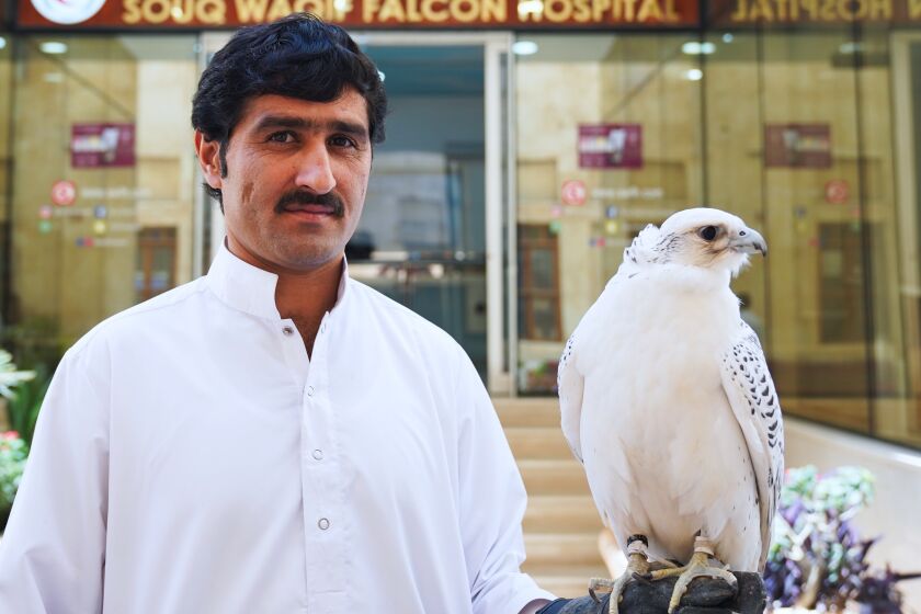 Khodr Allah, a Pakistani resident of Qatar, poses for a photograph with his gyrfalcon.
