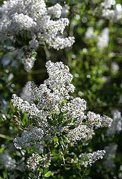 Ceanothus