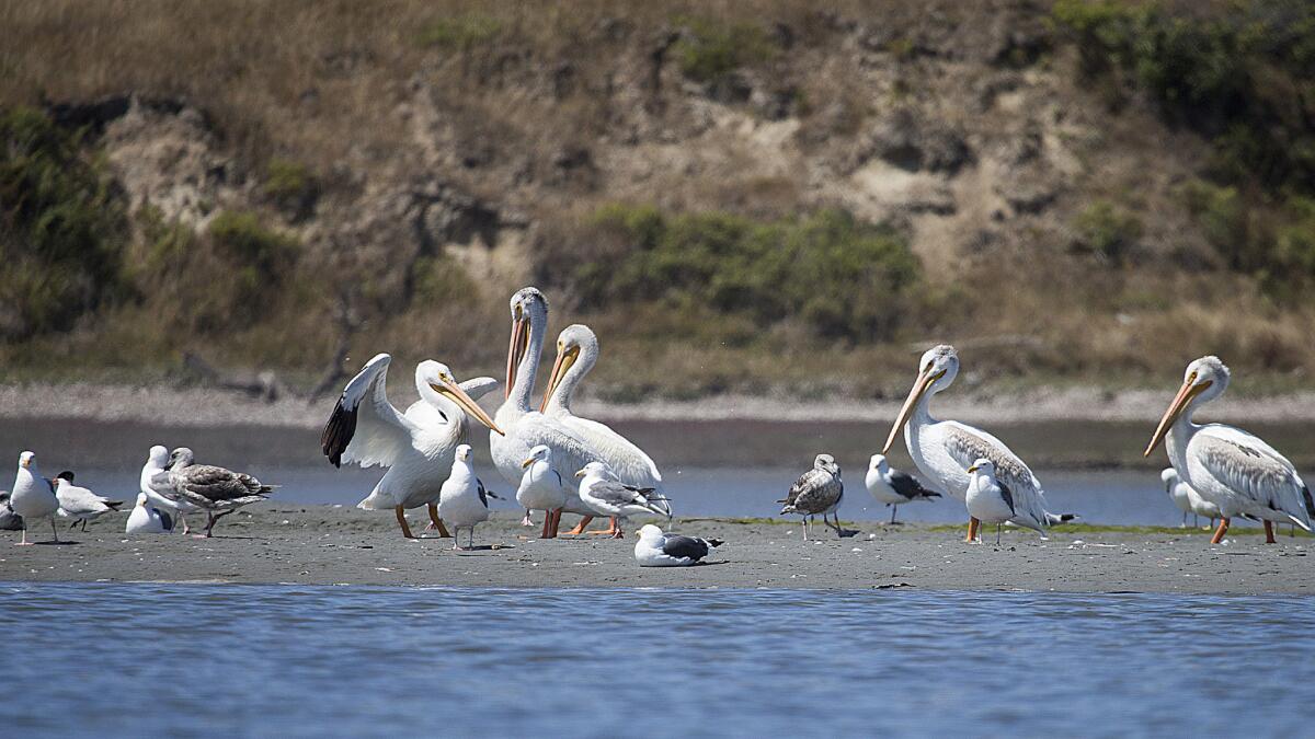 White pelicans and sea gulls on a sand bar in Drakes Estero, Point Reyes National Seashore.