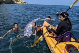 La Jolla, CaliforniaA rare, dead, deep-sea oarfish, was discovered