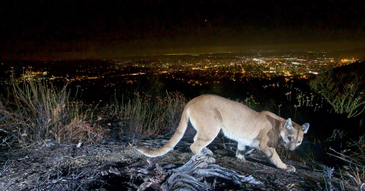 Mountain lion that attacked boy in Malibu was 1-year-old female